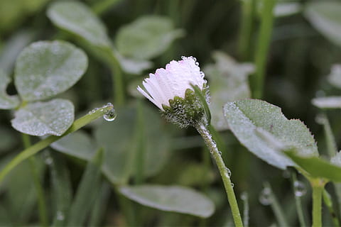 sedmikráska, dewdrop, louka, makro, rostlina, růst, krása v přírodě, zranitelnost, křehkost, svěžest, kvetoucí rostlina, detail, voda, pokles, květ, Příroda, mokré, zelená barva, list, rostlinné části, nikdo, den, rosa, venku, déšť, květu hlavy, nachový, čistota, dešťová kapka, 4K, CC0, veřejná doména, bez autorských práv