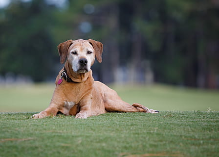 rhodesian, ridgeback, Pes, domácí zvíře, zvíře, psí, starý, jednoho zvířete, domácí mazlíčci, domácí, savec, zvířat, domácí zvířata, tráva, obratlovců, rostlina, portrét, den, selektivní zaměření, při pohledu na fotoaparát, zelená barva, zaměřit se na popředí, Příroda, nikdo, venku, 4K, CC0, veřejná doména, bez autorských práv