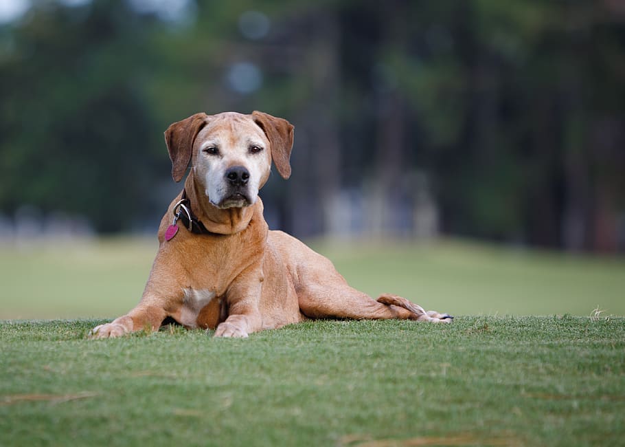 rhodesian, ridgeback, gos, mascota, animal, caní, vell, un animal, mascotes, nacional, mamífer, temes d'animals, animals domèstics, herba, vertebrats, planta, retrat, dia, enfocament selectiu, mirant la càmera, color verd, centrar-se en primer pla, naturalesa, cap gent, a l'aire lliure, 4K