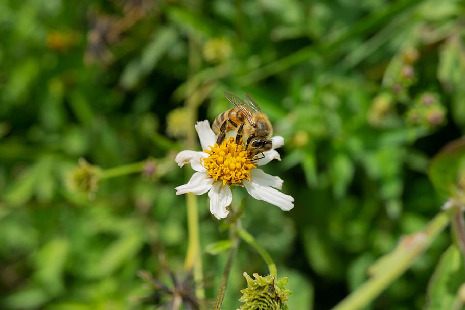 macro, api, fiore, ape, pianta fiorita, pianta, bellezza nella natura, insetto, fauna selvatica, temi animali, animali allo stato selvatico, invertebrato, animale, fragilità, freschezza, vulnerabilità, un animale, crescita, testa di fiore, petalo, avvicinamento, natura, impollinazione, nessuno, ala animale, polline, all'aperto, farfalla - insetto, farfalla, 5K
