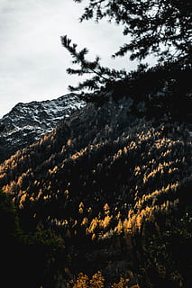 arbres verds, arbre, planta, abies, avet, suïssa, conífera, naturalesa, a l'aire lliure, leuk, forêt de finges, muntanya, foc, Serra, neu, pi, pendent, borrós, bokeh, fulles, Alps, bellesa a la natura, escenics - natura, tranquil·litat, escena tranquil·la, cel, cap gent, núvol - cel, escena no urbana, dia, medi ambient, creixement, paisatge, terra, 5K, CC0, domini públic, lliure de regalies