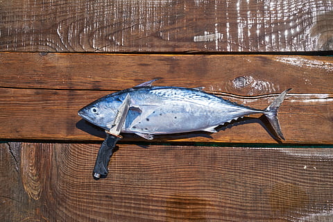 Ryba, nůž, zaseknout, ostrý, čerstvý, úlovek, námořní, restaurace, rybář, řezání, kuchařka, Lahodné, jídlo, výživa, drsný, maso, mrtvý, gril, nevařené, strava, gurmán, zdravý, kuchyně, Omega 3, dřevo - materiál, obratlovců, zvíře, jídlo a pití, plody moře, uvnitř, svěžest, nikdo, zvířat, blahobyt, jednoho zvířete, syrové potraviny, stůl, vysoký úhel pohledu, přímo nad, Zdravé stravování, stříbrné barvy, ocel, 5K, CC0, veřejná doména, bez autorských práv