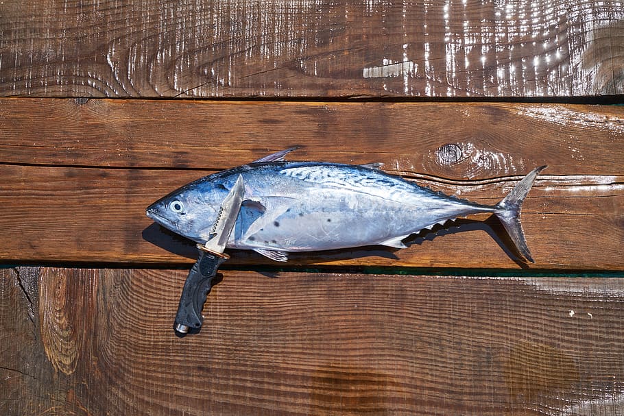 Ryba, nůž, zaseknout, ostrý, čerstvý, úlovek, námořní, restaurace, rybář, řezání, kuchařka, Lahodné, jídlo, výživa, drsný, maso, mrtvý, gril, nevařené, strava, gurmán, zdravý, kuchyně, Omega 3, dřevo - materiál, obratlovců, zvíře, jídlo a pití, plody moře, uvnitř, svěžest, nikdo, zvířat, blahobyt, jednoho zvířete, syrové potraviny, stůl, vysoký úhel pohledu, přímo nad, Zdravé stravování, stříbrné barvy, ocel, 5K
