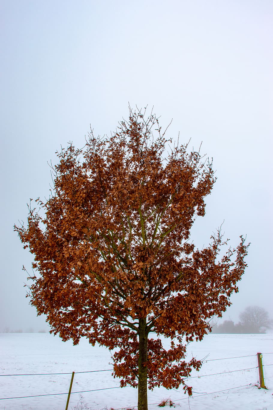 arbre, planta, maple, tronc de l'arbre, hivern, cànon, lightroom, eos200d, tardor, arbre de Nadal, ornament, naturalesa, temps, a l'aire lliure, màquina, va parlar, abies, avet, neu, espai exterior, temperatura de fred, cel, bellesa a la natura, tranquil·litat, dia, cap gent, creixement, escena tranquil·la, cel clar, escenics - natura, canvi, terra, 5K
