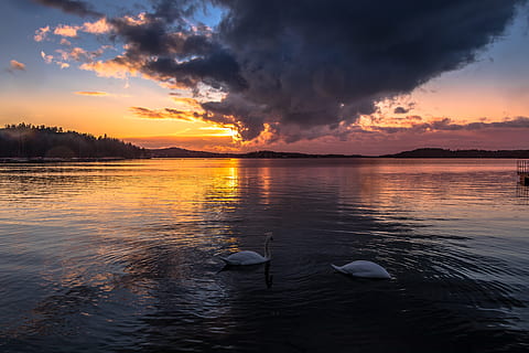 deux, blanc, des cygnes, nuages ​​nimbus, en plein air, la nature, animal, oiseau, eau, ciel, Aube, le coucher du soleil, ciel rouge, crépuscule, sauvagine, lumière du soleil, aigrette, Ardéidés, héron, cygne, ondulation, Météo, Lac, lever du soleil, animaux à l'état sauvage, nuage - ciel, vertébré, beauté dans la nature, paysages - nature, la faune des animaux, thèmes animaux, nager, groupe d'animaux, scène tranquille, couleur orange, réflexion, mer, personne, 5K, CC0, domaine public, libre de droits