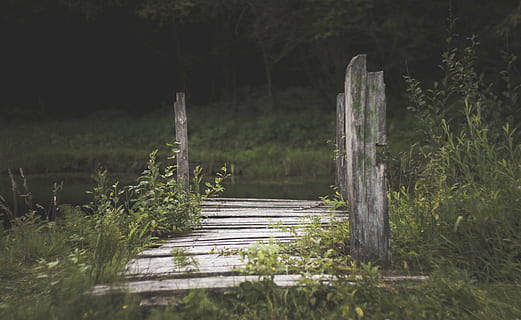 Dock, Karosserie, Wasser, umgeben, Gebüsch, Tageslicht, Umgebung, Wald, Gras, Landschaft, Natur, Park, szenisch, Bäume, Holzdeck, Pflanze, keine Leute, Land, Ruhe, Baum, Wachstum, Holz - Material, Tag, selektiver Fokus, Feld, draußen, grüne Farbe, ruhige Szene, Schönheit in der Natur, Nicht-städtische Szene, Szenen - Natur, 4K, CC0, gemeinfrei, lizenzfrei