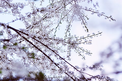 weiß blühender Baum, blühen, Flora, Blume, Pflanze, Baum, Garten, Blumen-, Rosa, Natur, Licht, Kirschblume, Frühling, draußen, Eis, Schnee, Frost, Birke, Kirsche, Kirschbaum, Kirschblütenbaum, Schönheit in der Natur, Ast, Flachwinkelansicht, blühende Pflanze, Wachstum, Zerbrechlichkeit, Frische, keine Leute, Tag, Ruhe, Verletzlichkeit, Himmel, weiße Farbe, Fokus auf den Vordergrund, Kirschblüte, 5K, CC0, gemeinfrei, lizenzfrei