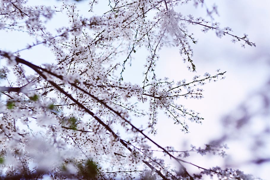 weiß blühender Baum, blühen, Flora, Blume, Pflanze, Baum, Garten, Blumen-, Rosa, Natur, Licht, Kirschblume, Frühling, draußen, Eis, Schnee, Frost, Birke, Kirsche, Kirschbaum, Kirschblütenbaum, Schönheit in der Natur, Ast, Flachwinkelansicht, blühende Pflanze, Wachstum, Zerbrechlichkeit, Frische, keine Leute, Tag, Ruhe, Verletzlichkeit, Himmel, weiße Farbe, Fokus auf den Vordergrund, Kirschblüte, 5K