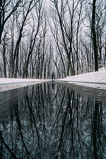 person, standing, bare, trees, branches, cold, puddle, reflection, season, snow, weather, winter, tree, bare tree, water, lake, tranquility, branch, nature, scenics - nature, tranquil scene, plant, cold temperature, day, beauty in nature, waterfront, non-urban scene, sky, no people, outdoors, 5K, CC0, public domain, royalty free