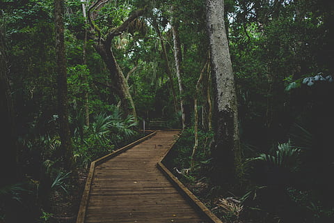 marró, fusta, Camí, arbres, arbre, pont, edifici, passeig marítim, a l'aire lliure, bosc, naturalesa, jungla, Estats Units, costa canaveral nacional, planta, flora, sequoia, terra, selva tropical, vegetació, botànic, full, direcció, creixement, el camí a seguir, tranquil·litat, sendera, cap gent, material de fusta, bellesa a la natura, escena tranquil·la, color verd, dia, fullatge, exuberant fullatge, passarel·la, llarg, 4K, CC0, domini públic, lliure de regalies