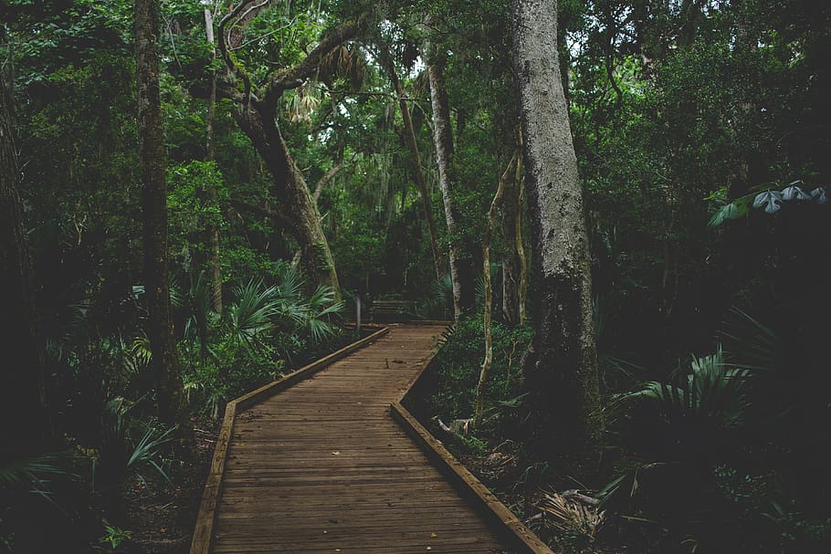 marró, fusta, Camí, arbres, arbre, pont, edifici, passeig marítim, a l'aire lliure, bosc, naturalesa, jungla, Estats Units, costa canaveral nacional, planta, flora, sequoia, terra, selva tropical, vegetació, botànic, full, direcció, creixement, el camí a seguir, tranquil·litat, sendera, cap gent, material de fusta, bellesa a la natura, escena tranquil·la, color verd, dia, fullatge, exuberant fullatge, passarel·la, llarg, 4K