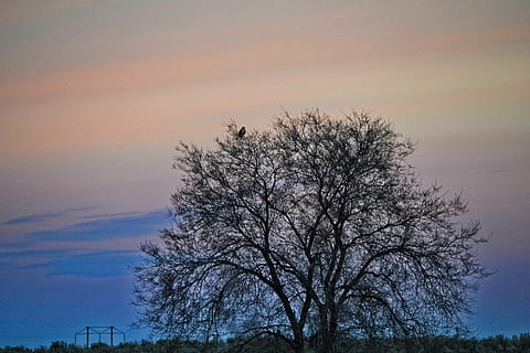 bare, tree, sunset, backlit, clouds, dawn, evening, landscape, nature, scenic, sky, weather, wood, bare tree, silhouette, plant, beauty in nature, no people, scenics - nature, cloud - sky, dusk, branch, outdoors, animal, animals in the wild, tranquility, tranquil scene, animal themes, low angle view, flock of birds, 4K, CC0, public domain, royalty free