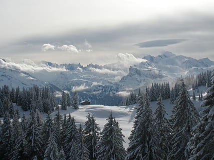 alberi di pino, stagione invernale, montagna, albero, la neve, foresta, bosco, nube, nebbia, inverno, freddo, voglia di girovagare, natura, all'aperto, ottenere, alpe francese, Mont Blanc, paesaggio, Paesaggi, bianca, Alpi europee, freddo - temperatura, cielo, bellezza nella natura, blu, brina, vacanze, stagione, scena tranquilla, ghiaccio, scena non urbana, picco di montagna, nessuno, catena montuosa, sport, nuvola - cielo, collina, luce del sole, giorno, viaggio, 2K, CC0, dominio pubblico, privo di copyright