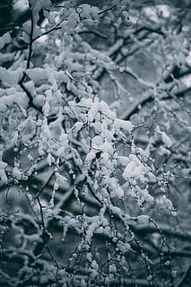 arbre cobert de neu, naturalesa, gel, a l'aire lliure, neu, gelades, hivern, paisatge, blau, Polònia, bosc, fred, arbres, branques, tempesta, vent de neu, temps, àngel de neu, maó, fletxa, edifici, temperatura de fred, planta, congelat, cap gent, arbre, bellesa a la natura, dia, marc complet, primer pla, branca, Color blanc, centrar-se en primer pla, creixement, fons, tranquil·litat, fusió, 5K, CC0, domini públic, lliure de regalies