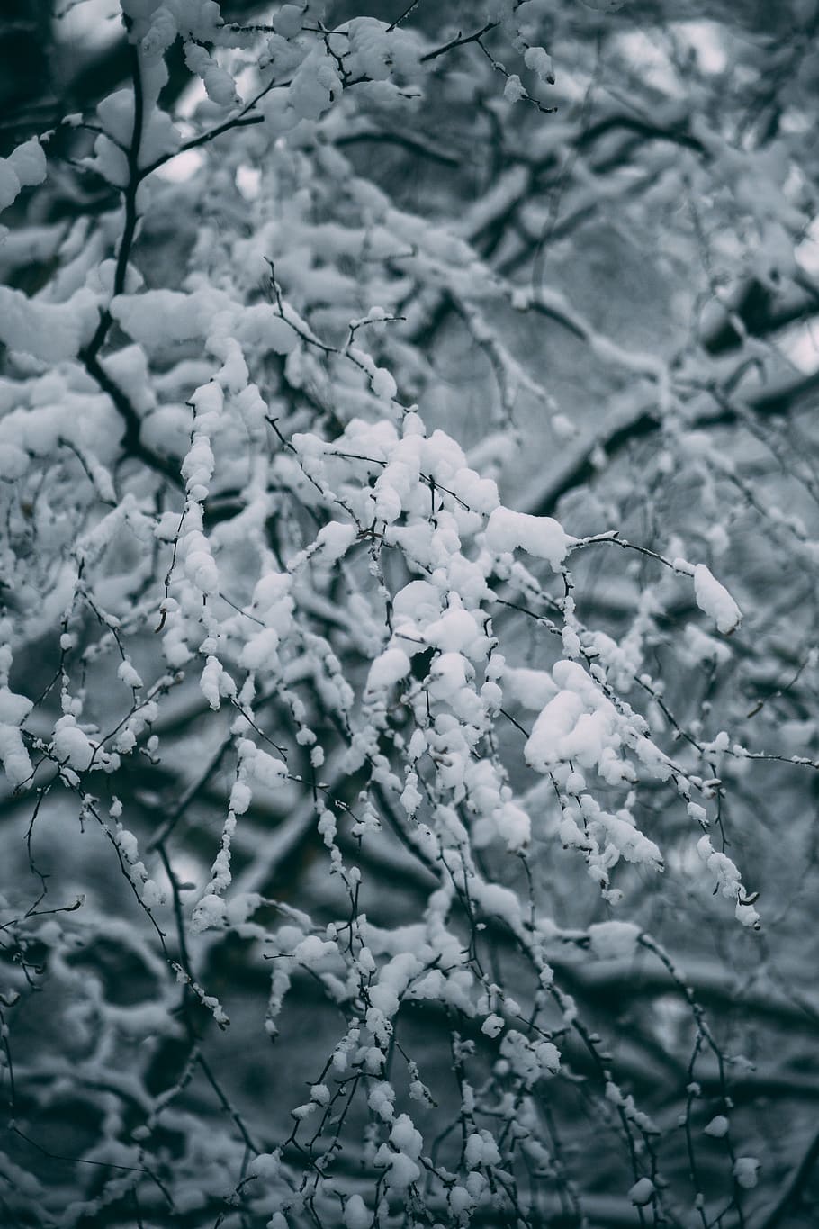 arbre cobert de neu, naturalesa, gel, a l'aire lliure, neu, gelades, hivern, paisatge, blau, Polònia, bosc, fred, arbres, branques, tempesta, vent de neu, temps, àngel de neu, maó, fletxa, edifici, temperatura de fred, planta, congelat, cap gent, arbre, bellesa a la natura, dia, marc complet, primer pla, branca, Color blanc, centrar-se en primer pla, creixement, fons, tranquil·litat, fusió, 5K