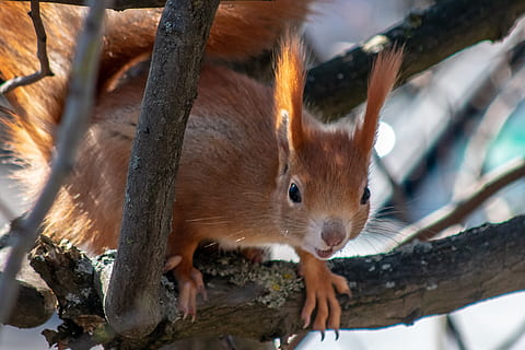 wiewiórka, Zwierząt, zaskoczony, drzewo, Natura, tematy zwierzęce, jedno zwierzę, zwierzę, zwierzęca przyroda, ssak, gryzoń, zwierzęta na wolności, zbliżenie, żadnych ludzi, skupić się na pierwszym planie, kręgowiec, dzień, Oddział, część ciała zwierzęcia, na dworze, patrząc, roślina, wąsy, głowa zwierzęcia, roślinożerny, 2K, CC0, domena publiczna, darmowe zdjęcia