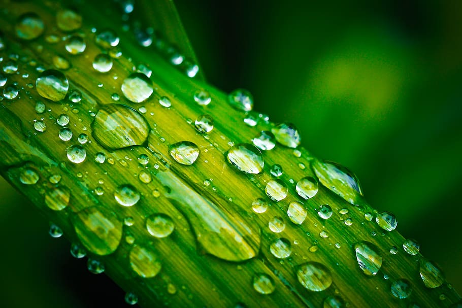 Wassertropfen, Grün, Blatt, verwischen, sauber, klar, schließen, Nahansicht, Tau, tropfen, fallen, Tröpfchen, Umgebung, Fokus, frisch, Frische, Flüssigkeit, Makro, natürlich, Pflanze, Regentropfen, nass, grüne Farbe, Wasser, Pflanzenteil, keine Leute, Verletzlichkeit, Wachstum, Natur, Zerbrechlichkeit, Regen, Schönheit in der Natur, selektiver Fokus, draußen, Reinheit, Blätter, Regenzeit, 4K