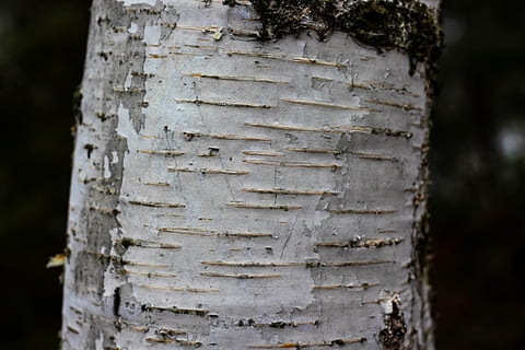 tree bark, tree, bark, log, tribe, wood, forest, nature, botany, out, close up, detail, motif, object, pattern, surface, background, focus on foreground, close-up, tree trunk, trunk, textured, plant, day, no people, old, outdoors, animal themes, animal, wood - material, land, plant bark, rough, animal wildlife, 5K, CC0, public domain, royalty free