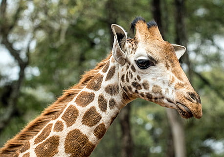 żyrafa, patrząc, aparat fotograficzny, dzikiej przyrody, zwierzę, ssak, Nairobi, Kenia, centrum żyrafy, Twarz, portret, liść, drzewo, las, lesisty teren, odchodzi, safari, na dworze, Natura, żyrafa Rotszylda, sanktuarium żyrafy, Afryka, tematy zwierzęce, zwierzęca przyroda, jedno zwierzę, zwierzęta na wolności, część ciała zwierzęcia, głowa zwierzęcia, zbliżenie, żadnych ludzi, skupić się na pierwszym planie, zwierzęca szyja, dzień, zwierzęta domowe, roślinożerny, widok profilu, długie, 5K, CC0, domena publiczna, darmowe zdjęcia