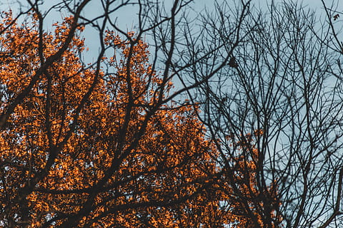 Baum, Pflanze, Blatt, Ahorn, Baumstamm, Blätter, Himmel, Bäume, Orange, Winter, Sonnenlicht, Birke, Ahornblatt, Grab, Grabstein, Tier, Vogel, Eiche, Krähe, Campus, Ast, Herbst, Flachwinkelansicht, keine Leute, Veränderung, Natur, kahler Baum, Schönheit in der Natur, Wachstum, Tag, draußen, Ruhe, Hintergründe, Szenen - Natur, orange Farbe, Nicht-städtische Szene, Wald, fallen, Baumkrone, 5K, CC0, gemeinfrei, lizenzfrei