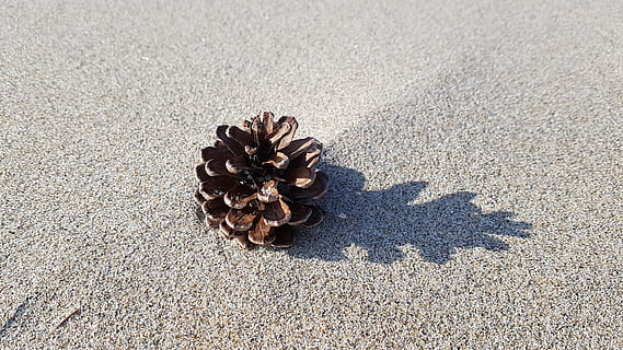 strand, grankogle, sand, skygge, kystnære, fyrretræ, natur, jord, sollys, ingen mennesker, dag, høj vinkel visning, tæt på, ro, udendørs, tekstureret, dyreliv, dyr, mønster, grus, skønhed i naturen, naturligt mønster, 4K, CC0, offentligt domæne, royaltyfrie