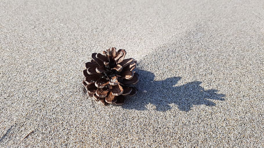 strand, grankogle, sand, skygge, kystnære, fyrretræ, natur, jord, sollys, ingen mennesker, dag, høj vinkel visning, tæt på, ro, udendørs, tekstureret, dyreliv, dyr, mønster, grus, skønhed i naturen, naturligt mønster, 4K