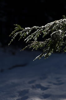 foto, pi, fulles, neu, borrós, branques, fred, conífera, fosc, profunditat de camp, focus, zing, gelada, congelat, gel, naturalesa, nevat, temps, hivern, fusta, planta, primer pla, creixement, temperatura de fred, bellesa a la natura, cap gent, enfocament selectiu, centrar-se en primer pla, dia, a l'aire lliure, tranquil·litat, color verd, aigua, full, arbre de coníferes, avet, 5K, CC0, domini públic, lliure de regalies