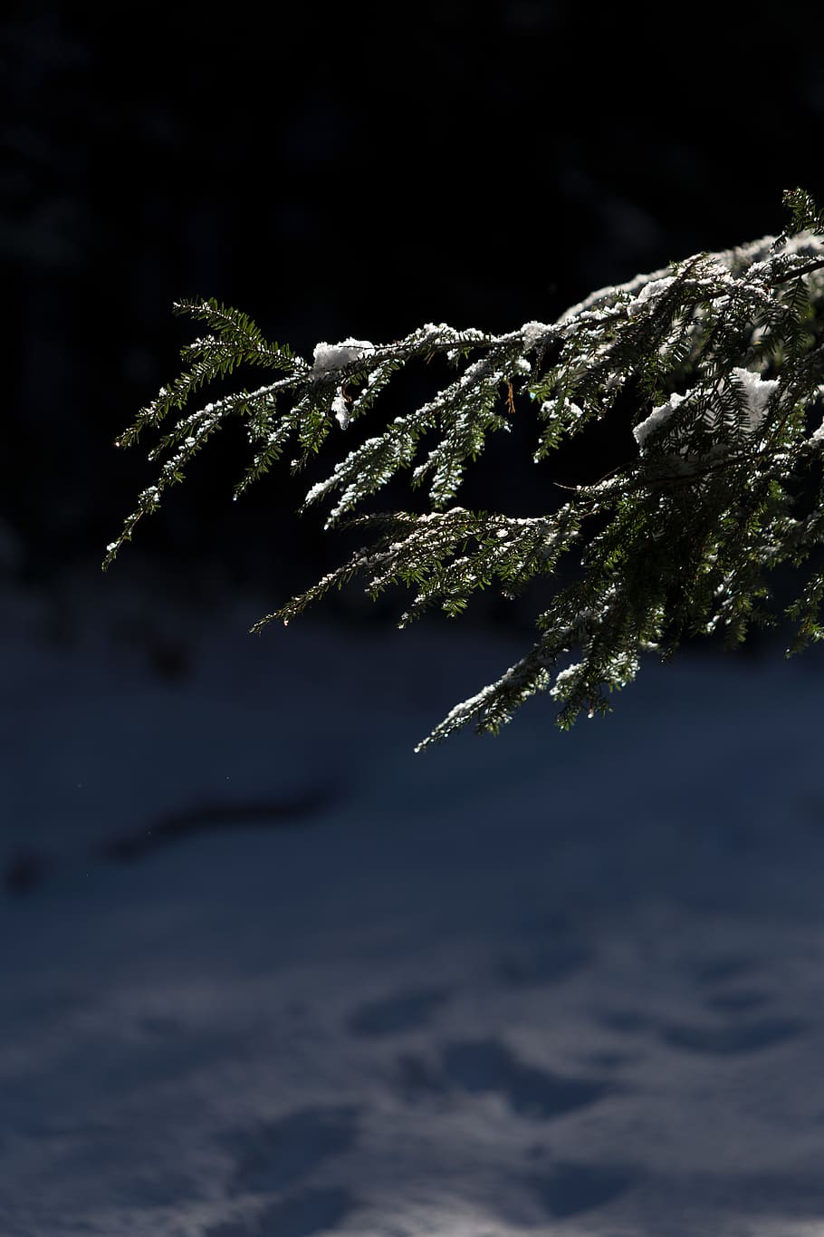 foto, pi, fulles, neu, borrós, branques, fred, conífera, fosc, profunditat de camp, focus, zing, gelada, congelat, gel, naturalesa, nevat, temps, hivern, fusta, planta, primer pla, creixement, temperatura de fred, bellesa a la natura, cap gent, enfocament selectiu, centrar-se en primer pla, dia, a l'aire lliure, tranquil·litat, color verd, aigua, full, arbre de coníferes, avet, 5K
