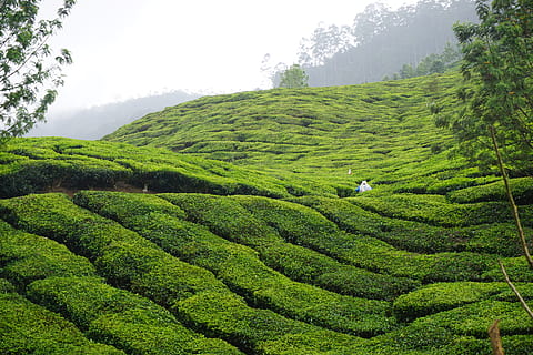 Índia, munnar, planta, color verd, arbre, creixement, cultiu de te, terra, agricultura, paisatge, escenics - natura, bellesa a la natura, escena rural, camp, cultiu, naturalesa, tranquil·litat, escena tranquil·la, granja, plantació, dia, fullatge, cap gent, a l'aire lliure, fulles de te, 5K, CC0, domini públic, lliure de regalies