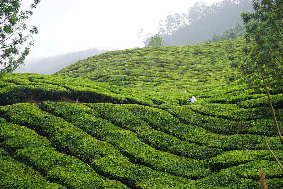 Índia, munnar, planta, color verd, arbre, creixement, cultiu de te, terra, agricultura, paisatge, escenics - natura, bellesa a la natura, escena rural, camp, cultiu, naturalesa, tranquil·litat, escena tranquil·la, granja, plantació, dia, fullatge, cap gent, a l'aire lliure, fulles de te, 5K