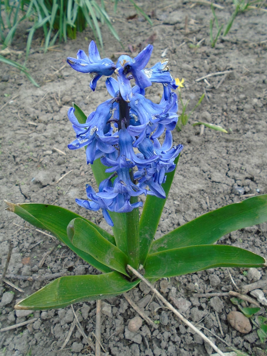 Ucraina, pianta fiorita, fiore, pianta, vulnerabilità, fragilità, petalo, freschezza, bellezza nella natura, crescita, avvicinamento, viola, testa di fiore, infiorescenza, parte vegetale, natura, foglia, blu, giorno, botanica, nessuno, primavera, iris - pianta, 2K