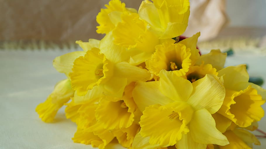 Narzisse, Natur, Ostern, Festival, Geschenk, Liebe, Familiendekoration, Blume, Pflanze, Blumen-, Blatt, Narzisse pseudonarcissus, hell, Jahreszeit, Blumen, Garten, Blütenblatt, Nahansicht, Hintergrund, Strauß, Struktur, Blumendesign, Blütenform, Gold, Gelb, blühende Pflanze, Verletzlichkeit, Zerbrechlichkeit, Schönheit in der Natur, Frische, Blütenkopf, Blütenstand, Wachstum, Fokus auf den Vordergrund, Tag, draußen, keine Leute, selektiver Fokus, Tierthemen, Blumenschmuck, 5K