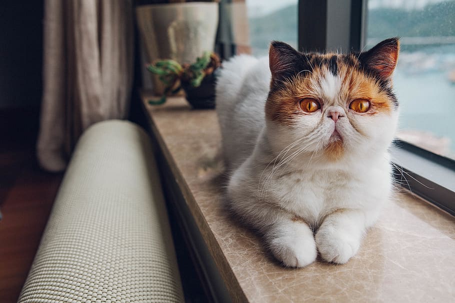 hvid, kat, flise overflade, ved siden af, vindue, indenlandske kat, indenlandske, kæledyr, husdyr, feline, pattedyr, dyre temaer, dyr, et dyr, hvirveldyr, lempelse, sidder, ingen mennesker, hjem interiør, bakkenbart, indendørs, portræt, fokus på forgrunden, perser kat, 5K