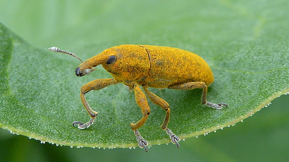 weevils, žlutá, hmyz, letní, makro, Příroda, zblízka, zvíře, živočišného světa, Jasný, zvířat, rostlinné části, jednoho zvířete, zvířata ve volné přírodě, list, bezobratlý, detail, zelená barva, nikdo, rostlina, měkkýš, venku, den, zvířecí anténa, voda, 4K, CC0, veřejná doména, bez autorských práv