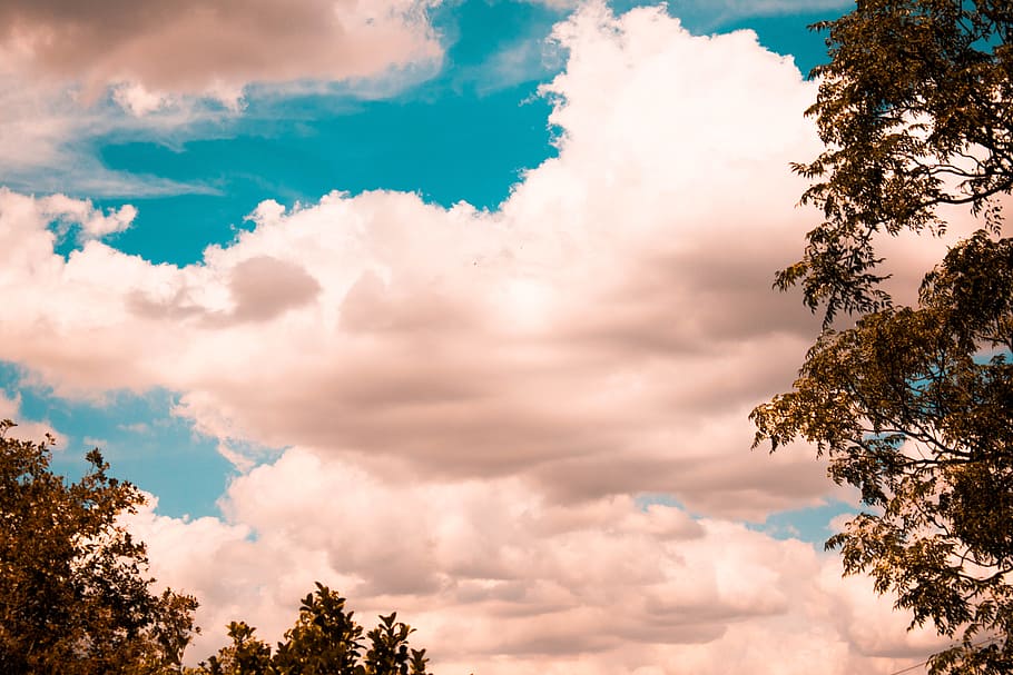 grøn, træ løvværk, hvid, skyer, lyse, Sky, dagslys, efterår, lys, udendørs, naturskøn, sommer, sol, træ, vejr, vinter, sky - himmel, himmel, skønhed i naturen, plante, natur, lav vinkel visning, ingen mennesker, ro, scenics - natur, rolig scene, dag, vækst, solnedgang, cloudscape, idyllisk, miljø, ikke-urbane scene, 5K