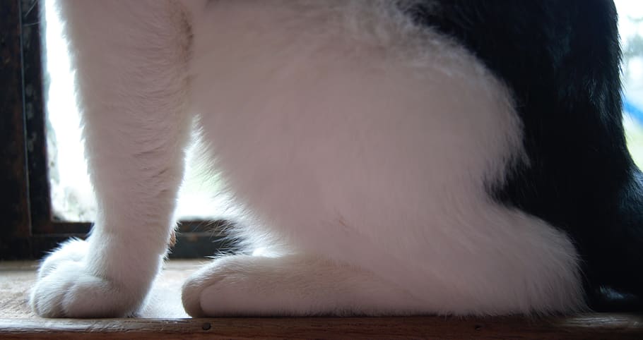 gat, gatet, les potes, frontal, esquena, dorsal, dits dels peus, cua, negre, blanc, negre + blanc, finestra, fusta, pose, llum, suau, furr, fluff, millor noi, un animal, animal, temes d'animals, mamífer, nacional, animals domèstics, mascotes, felí, part del cos dels animals, vertebrats, gat domèstic, cames d’animal, Color blanc, primer pla, cap gent, la pota, pèl d’animals, a l'interior, cabell, bigotis, 2K