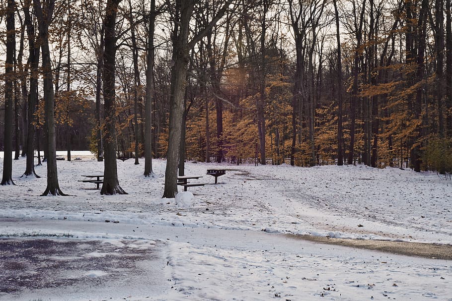 alberi forestali, freddo, luce del giorno, ambiente, sibilo, brina, gelido, tempo gelido, congelato, ghiaccio, ghiacciato, paesaggio, natura, parco, scena, panoramico, stagione, la neve, nevoso, alberi, tempo metereologico, inverno, boschi, albero, pianta, terra, temperatura fredda, foresta, tronco d'albero, tronco, la tranquillità, bellezza nella natura, scena non urbana, scena tranquilla, scenics - natura, nessuno, giorno, Colore bianco, crescita, bosco, all'aperto, albero di conifere, bosco di pini, 5K
