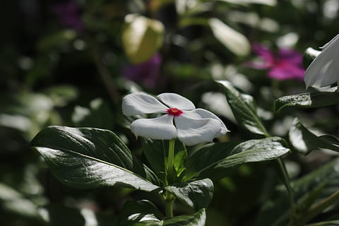 çiçek, catharanthus, Apocynaceae, bitki, çiçekli bitki, tazelik, büyüme, doğada güzellik, kırılganlık, Güvenlik açığı, Yaprak, bitki bölümü, taçyaprağı, kapatmak, doğa, çiçek kafa, çiçeklenme, ön plana odaklanmak, gün, yeşil renk, Beyaz renk, insansız, açık havada, 5K, CC0, kamu malı, telif ücretsiz