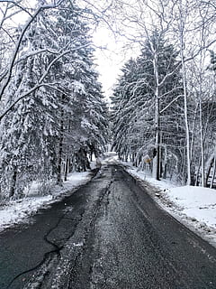 grå, vej, vinter, Forenede Stater, Cleveland, 5611 state rd, udendørs, sne, vegetation, plante, natur, jord, Skov, flora, træ, sti, birk, hovedvej, grus, vejen frem, retning, kold temperatur, faldende perspektiv, transportmidler, ingen mennesker, forsvindingspunkt, dag, bare træ, dækker, tom vej, skønhed i naturen, Frosset, treelined, lang, 4K, CC0, offentligt domæne, royaltyfrie