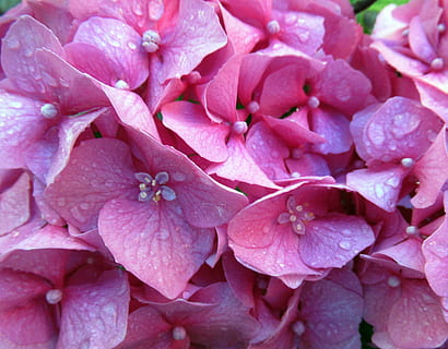 Sommer-, Blume, Hortensie, blühende Pflanze, Pflanze, pinke Farbe, Blütenblatt, Schönheit in der Natur, Nahansicht, Frische, Vollbild, Verletzlichkeit, Zerbrechlichkeit, Hintergründe, Blütenstand, Wachstum, Blütenkopf, fallen, Natur, keine Leute, Wasser, Frühling, draußen, Tau, Weichheit, Blumenstrauß, 4K, CC0, gemeinfrei, lizenzfrei
