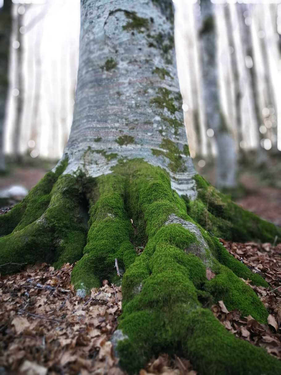 Grün, Algen, Baumwurzeln, Baum, Pflanze, Moos, Wurzeln, Wurzel, Wald, Baumstamm, moosiger Baum, moosiger Wald, Brucekee, Kofferraum, stark, Bokeh, Italien, Baumhaut, Baum Textur, moosige Wurzeln, Boden, Natur, Wachstum, Tag, Land, keine Leute, draußen, selektiver Fokus, Fokus auf den Vordergrund, Nahansicht, grüne Farbe, Winter, kalte Temperatur, Pflanzenteil, Blatt, 4K