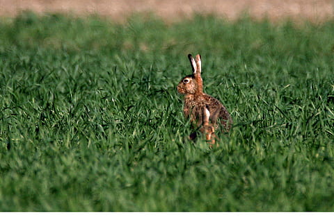 llebre, primavera, Pasqua, orelles, naturalesa, mamífers, herba, planta, color verd, enfocament selectiu, un animal, animal, temes d'animals, cap gent, camp, terra, animals a la natura, dia, fauna animal, creixement, ocell, vertebrats, mamífer, a l'aire lliure, filtre de producció automàtica, 2K, CC0, domini públic, lliure de regalies