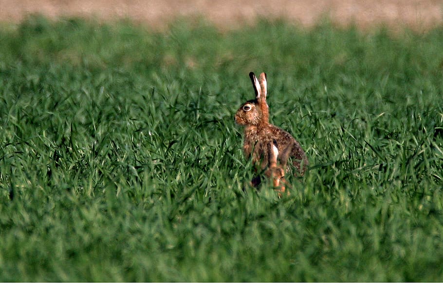 llebre, primavera, Pasqua, orelles, naturalesa, mamífers, herba, planta, color verd, enfocament selectiu, un animal, animal, temes d'animals, cap gent, camp, terra, animals a la natura, dia, fauna animal, creixement, ocell, vertebrats, mamífer, a l'aire lliure, filtre de producció automàtica, 2K