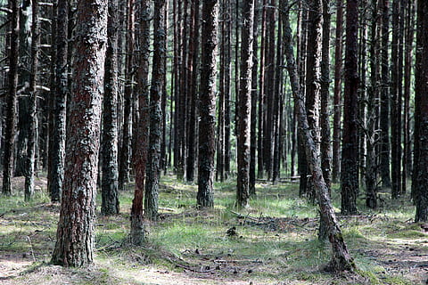 Wald, Stämme, Bäume, Baumstämme, Nadelbaum, Landschaft, Grüns, Sommer-, Kiefer, lebende Natur, wildwachsender Wald, im Wald, Ast, Kofferraum, Pflanzen, Baum, Pflanze, Land, Baumstamm, Ruhe, Wachstum, Schönheit in der Natur, keine Leute, Natur, Tag, ruhige Szene, Nicht-städtische Szene, Szenen - Natur, draußen, Fernbedienung, Umgebung, Kiefernwald, 2K, CC0, gemeinfrei, lizenzfrei