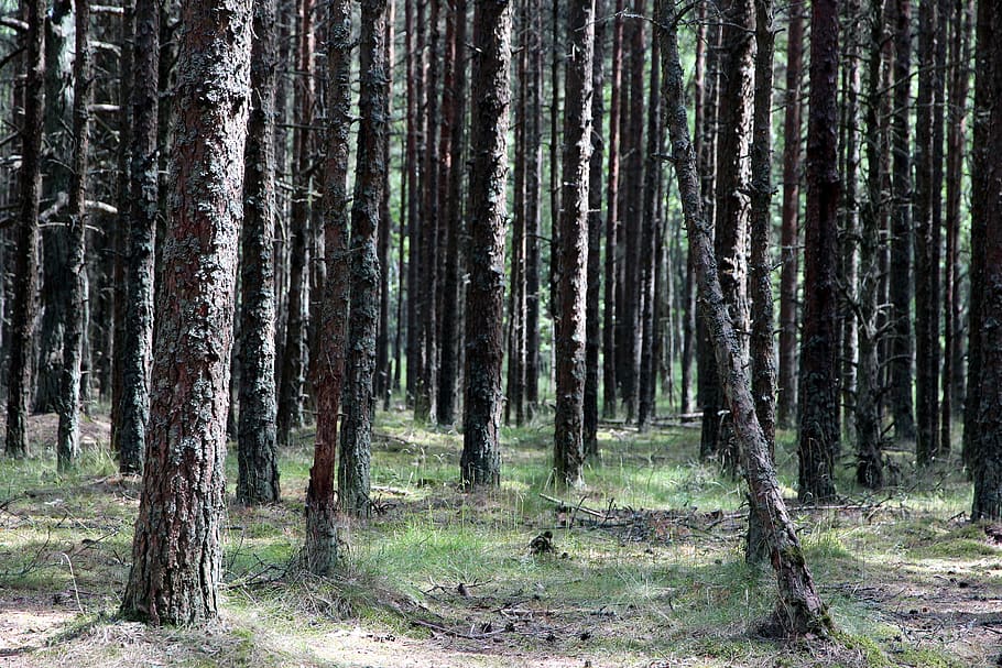 Wald, Stämme, Bäume, Baumstämme, Nadelbaum, Landschaft, Grüns, Sommer-, Kiefer, lebende Natur, wildwachsender Wald, im Wald, Ast, Kofferraum, Pflanzen, Baum, Pflanze, Land, Baumstamm, Ruhe, Wachstum, Schönheit in der Natur, keine Leute, Natur, Tag, ruhige Szene, Nicht-städtische Szene, Szenen - Natur, draußen, Fernbedienung, Umgebung, Kiefernwald, 2K