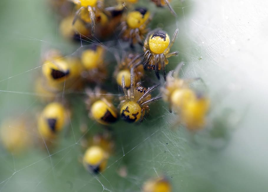 aranyes, insectes, web, jove, macro, insecte, invertebrat, temes d'animals, fauna animal, animal, primer pla, animals a la natura, teranyina, fragilitat, aràcnids, un animal, enfocament selectiu, aranya, artròpode, vulnerabilitat, naturalesa, cap gent, dia, planta, a l'aire lliure, complexitat, 4K