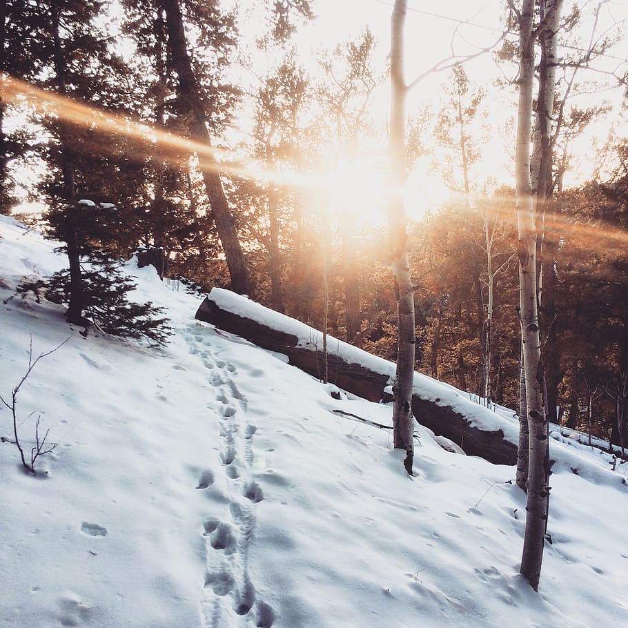 branques, chemin, fred, branques, chemin, fred, sendera, zing, gelades, temps gelat, congelat, paisatge, a l'aire lliure, escènic, temporada, neu, nevat, sol, posta de sol, arbres, temps, salvatge, hivern, boscos, temperatura de fred, llum solar, arbre, naturalesa, planta, bellesa a la natura, cobertura, cel, terra, raig de sol, camp, cap gent, flare de la lent, tranquil·litat, escena tranquil·la, 1080P