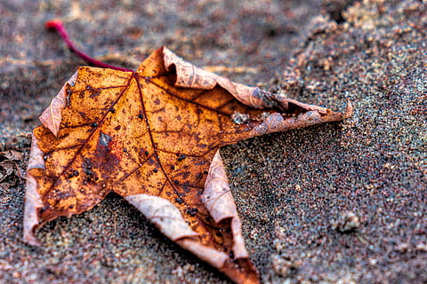 maple plaja plaja, nisip, frunză de arțar, în aer liber, natură, galben, textură, pietriş, sezon, de mediu, piatră, model, toamnă, frunze, parte a plantelor, Schimbare, a închide, uscat, nici o persoana, cădere, selectiv, zi, vena frunzelor, vulnerabilitate, fragilitate, vedere în unghi mare, teren, culoare portocalie, starea naturala, 5K, CC0, domeniu public, fără drepturi de autor