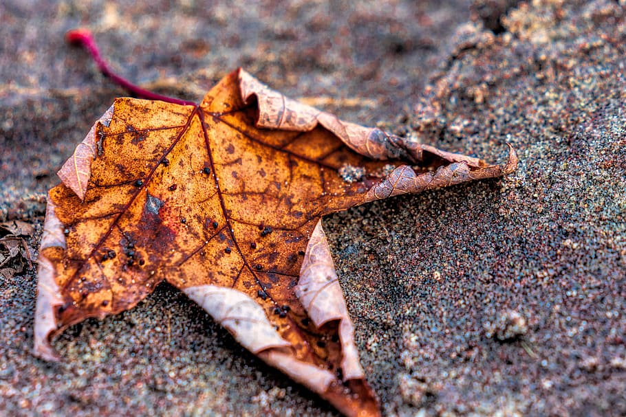 maple plaja plaja, nisip, frunză de arțar, în aer liber, natură, galben, textură, pietriş, sezon, de mediu, piatră, model, toamnă, frunze, parte a plantelor, Schimbare, a închide, uscat, nici o persoana, cădere, selectiv, zi, vena frunzelor, vulnerabilitate, fragilitate, vedere în unghi mare, teren, culoare portocalie, starea naturala, 5K