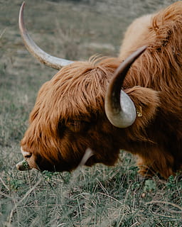 ram marrone, mammifero, animale, Toro, antilope, natura, mucca, bestiame, l'Aia, Longhorn, yak, bue, bisonte, bufalo, rodeo, rinoceronte, zebra, vitello, campagna, rurale, ranch, temi animali, animali domestici, un animale, domestico, cornuto, bovini domestici, bovini dell'altopiano, campo, vertebrato, terra, peli di animali, Marrone, fauna selvatica, nessuno, giorno, capelli, erbivoro, testa di animale, 4K, CC0, dominio pubblico, privo di copyright